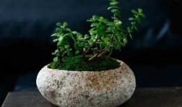 花盆短视频,揭秘家居绿植养护的秘诀