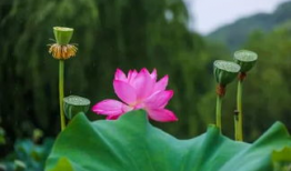 荷花短视频,短视频中的荷花魅力瞬间