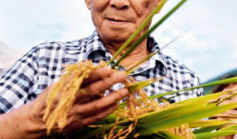 吃瓜爆料袁隆平视频全集,揭秘农业巨擘的智慧人生与科研历程