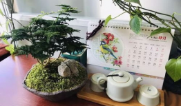 花盆短视频,揭秘家居绿植养护的秘诀