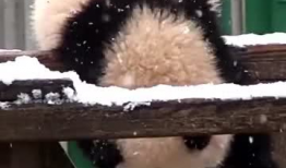 吃瓜爆料的小熊叫什么,揭秘娱乐圈幕后真相