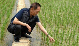 吃瓜爆料袁隆平视频全集,揭秘农业巨擘的智慧人生与科研历程